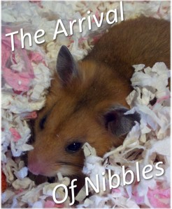 Nibbles Hamster 