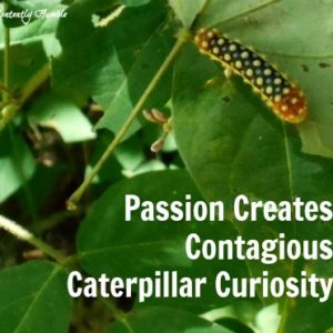 Passion Creates Contagious Caterpillar Curiosity