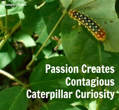 Passion Creates Contagious Caterpillar Curiosity