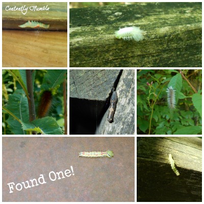 Found One: Caterpillar 