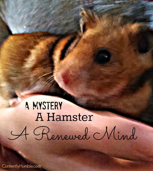 A Mystery-A Hamster-A Renewed Mind